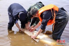 黑龙江逊克：渔民误捕“水中活化石” 警民联手救助
